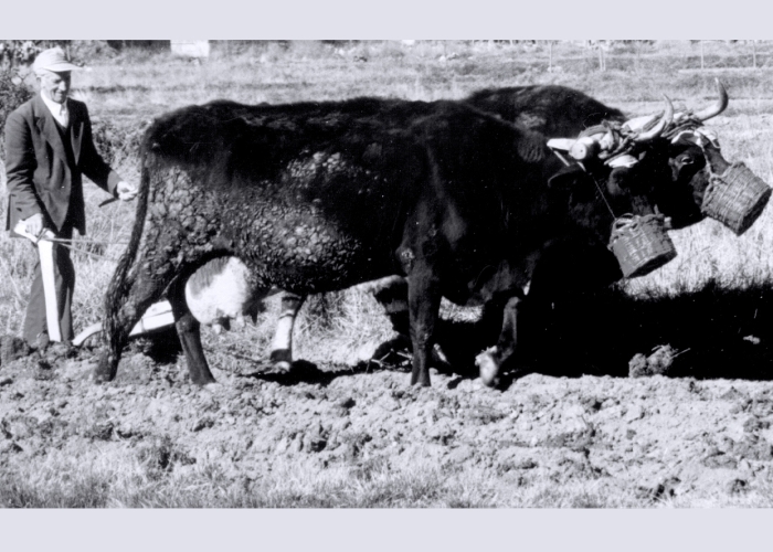 CRÓNICA DE UN VIVIR DIARIO EN TIERRAS DE ÁVILA